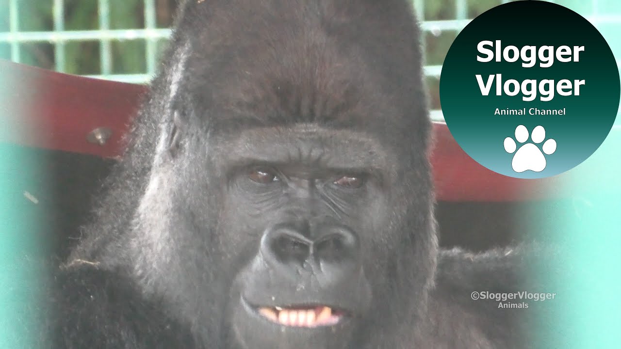 Silverback Djanghou At Howletts Animal Park