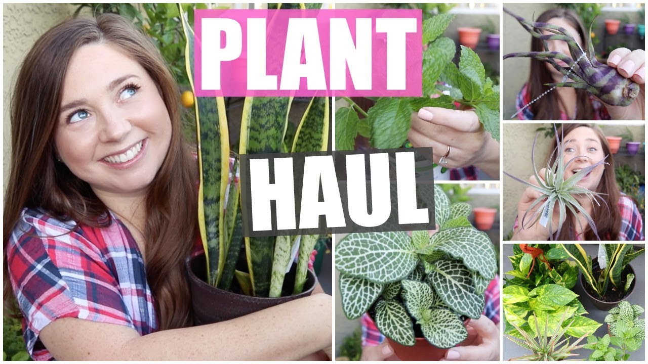 Plant Haul! Indoor, Outdoor & Air Plants | 2019