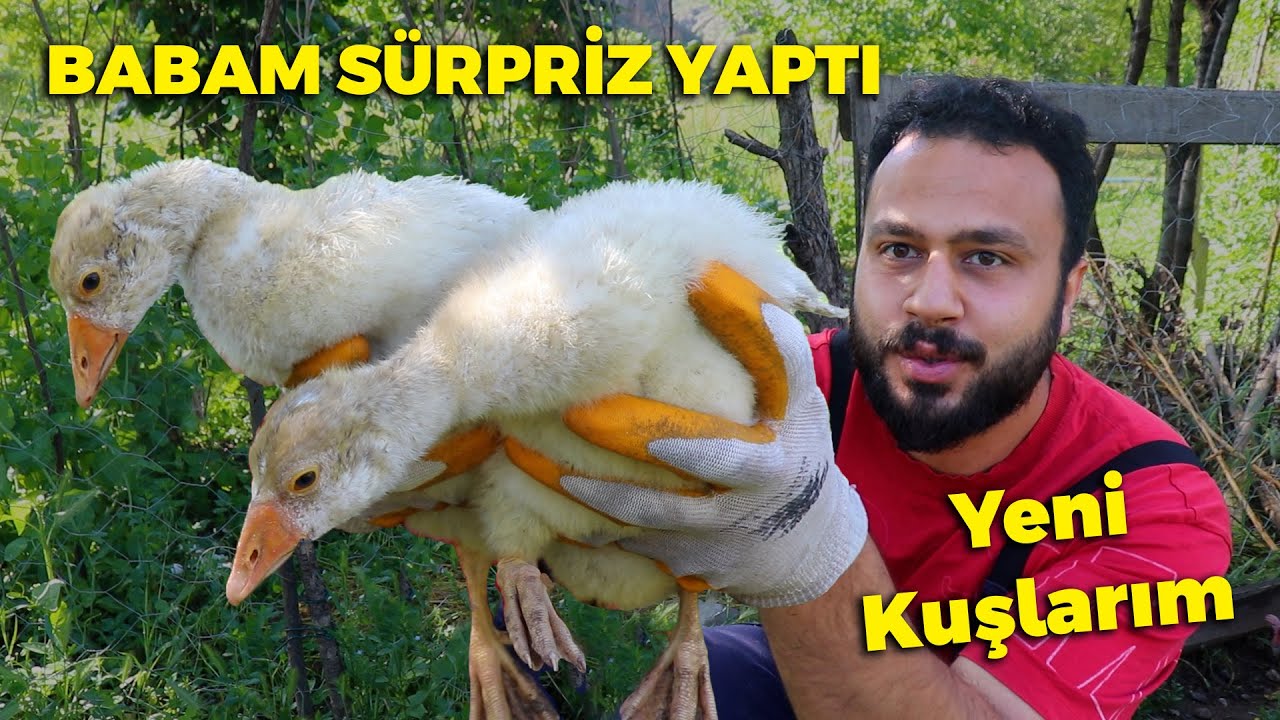 babam sürpriz yaptı yeni kaz yavrularım ! favori gurk tavuğum - bıldırcın yumurta toplama - Keklik