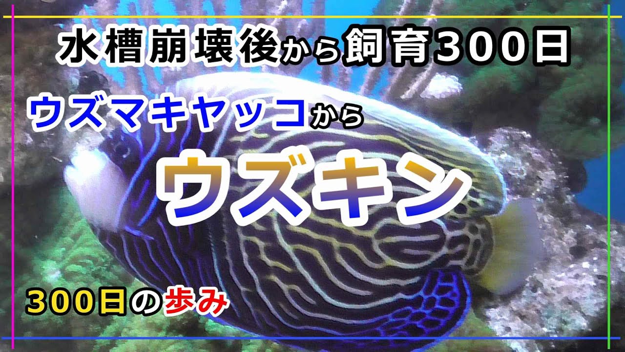 【海水魚】ウズマキヤッコがウズキンになるまでの300日間のあゆみ【タテキン第二形態】