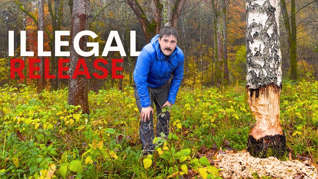Investigating Britain's Illegal Beaver Release