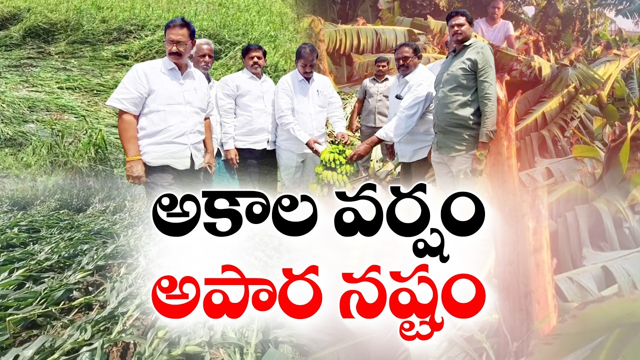 Unseasonal Rains Damage Paddy & Maize | Farmers Lose Crops & Demand Govt Help