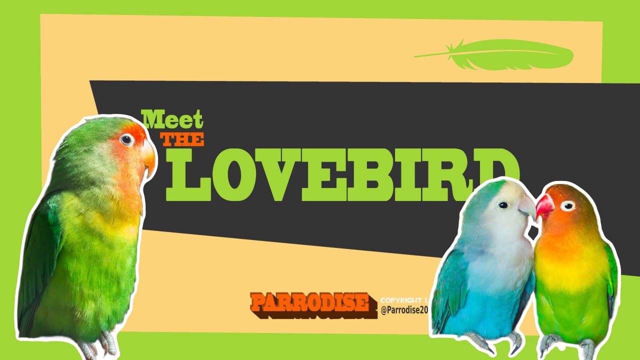 Lovebird Guide Under 5 Minutes