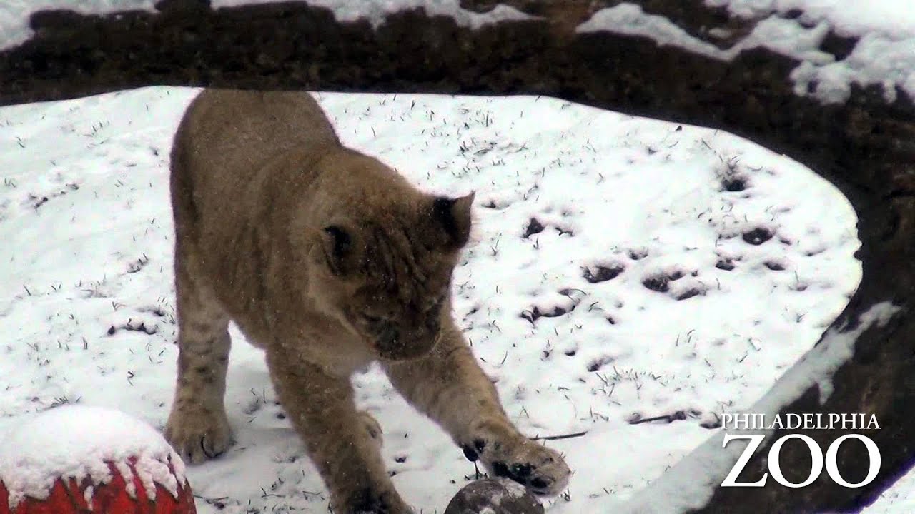 Lion cubs' first snow