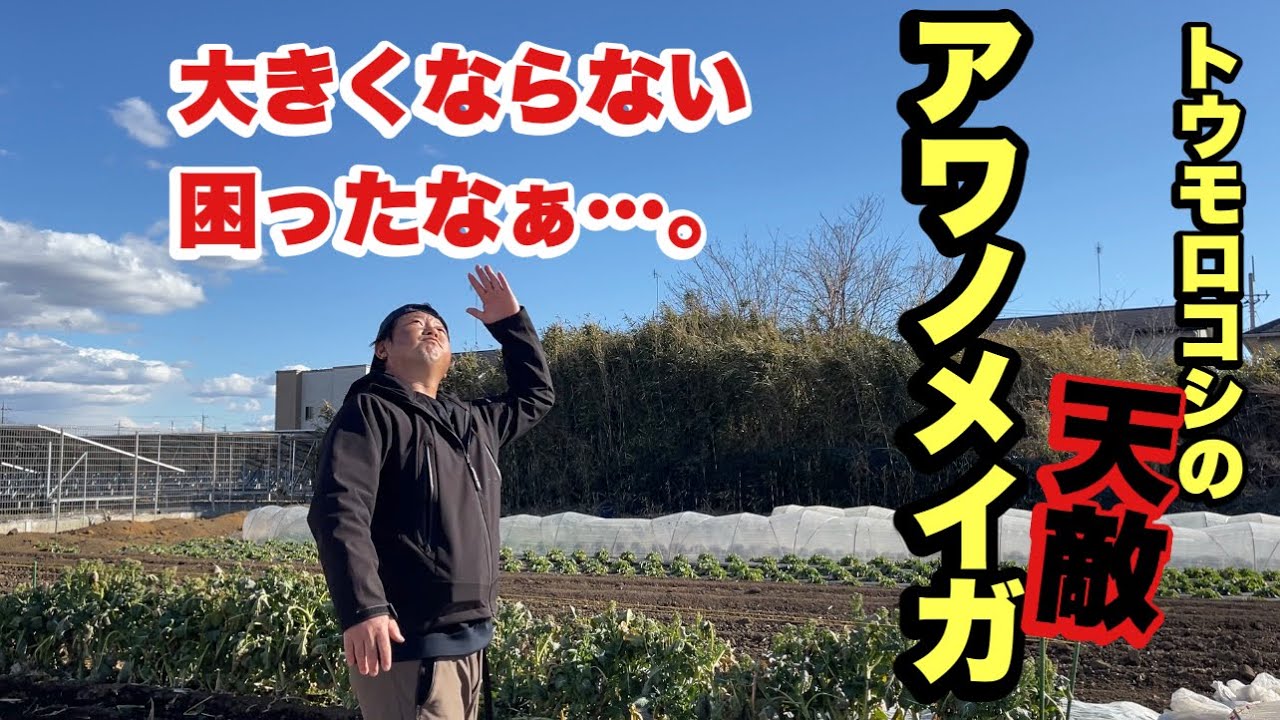 【トウモロコシ栽培】大きく成長しない原因とアワノメイガ対策　22/2/18