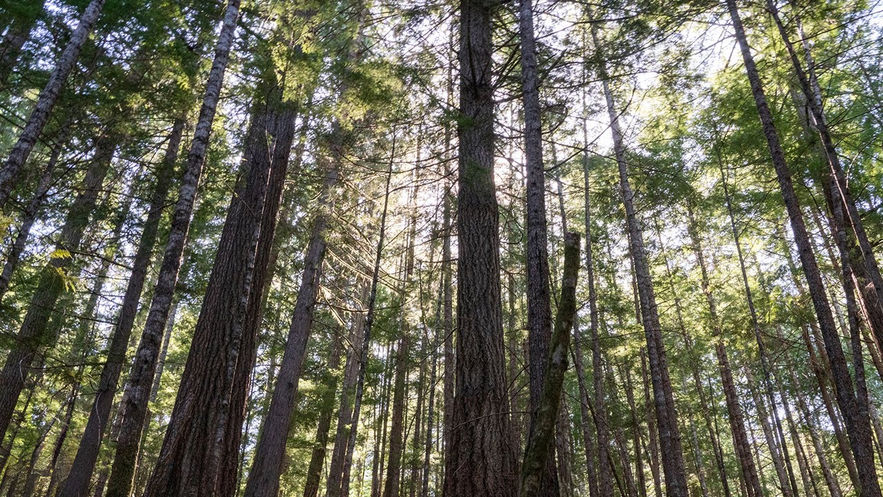 UVic Territory Acknowledgement