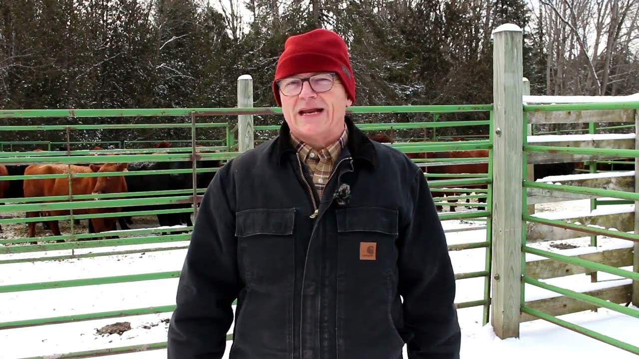 Pregnancy Blood Tests in Cattle