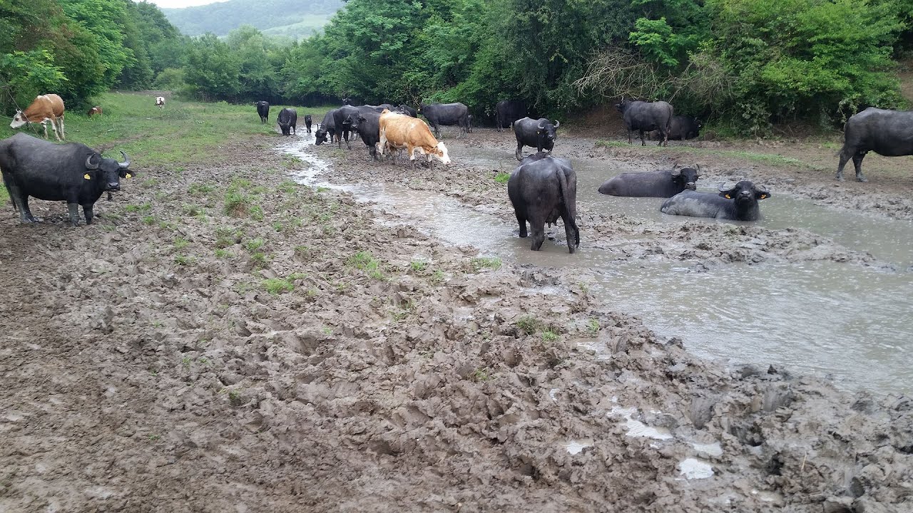 Büffelsuhle auf der Dorfweide Mera in Siebenbürgen, 6.7.2017