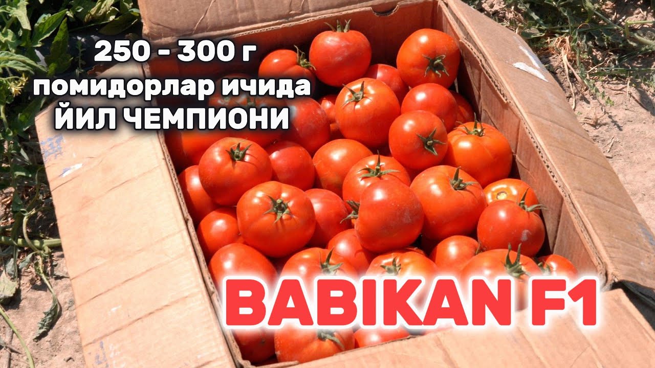 BABIKAN F1 +998 99 888-97-77