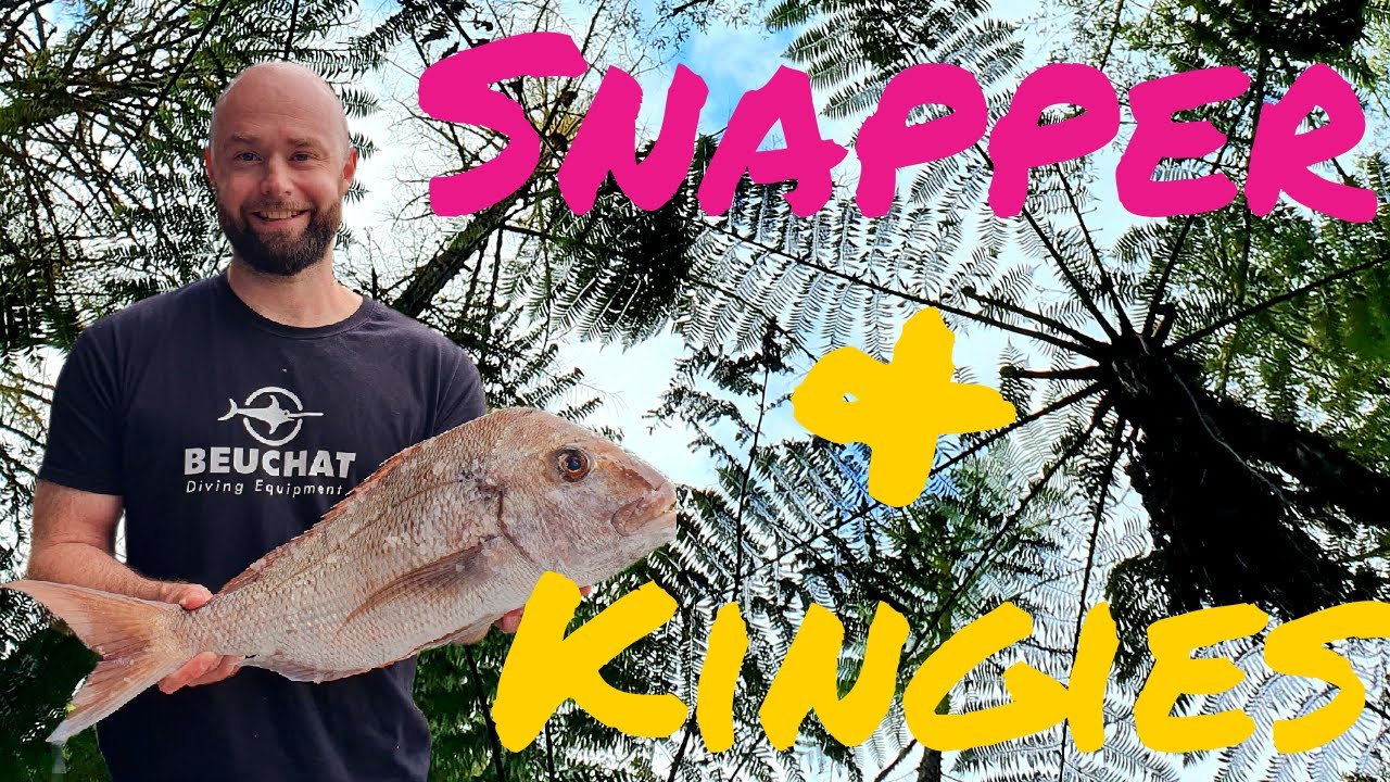 Stalking Snapper and Hunting Kingfish - Spearfishing New Zealand