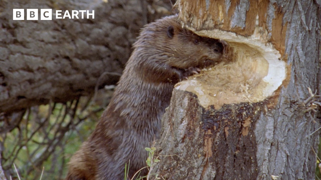 Busy Beavers Build Dam Ahead Of Winter | BBC Earth | BBC Studios