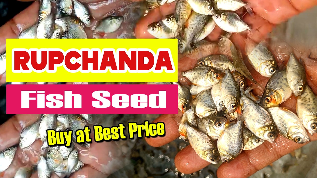 Rupchanda Fish Seed price 2026 , buy now from Fish Seed market Kolkata