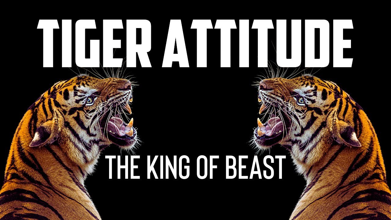 TIGER ATTITUDE - 5 Attitudes of Tiger | Best Motivational Video (Power Of Tiger Attitude)