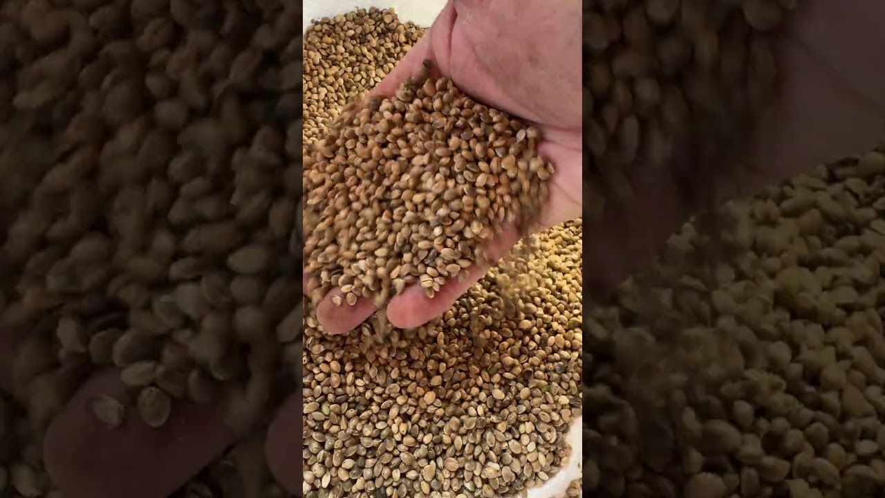 СВЕЖЕЕ ПОЛУЧЕНИЕ КОНОПЛИ!