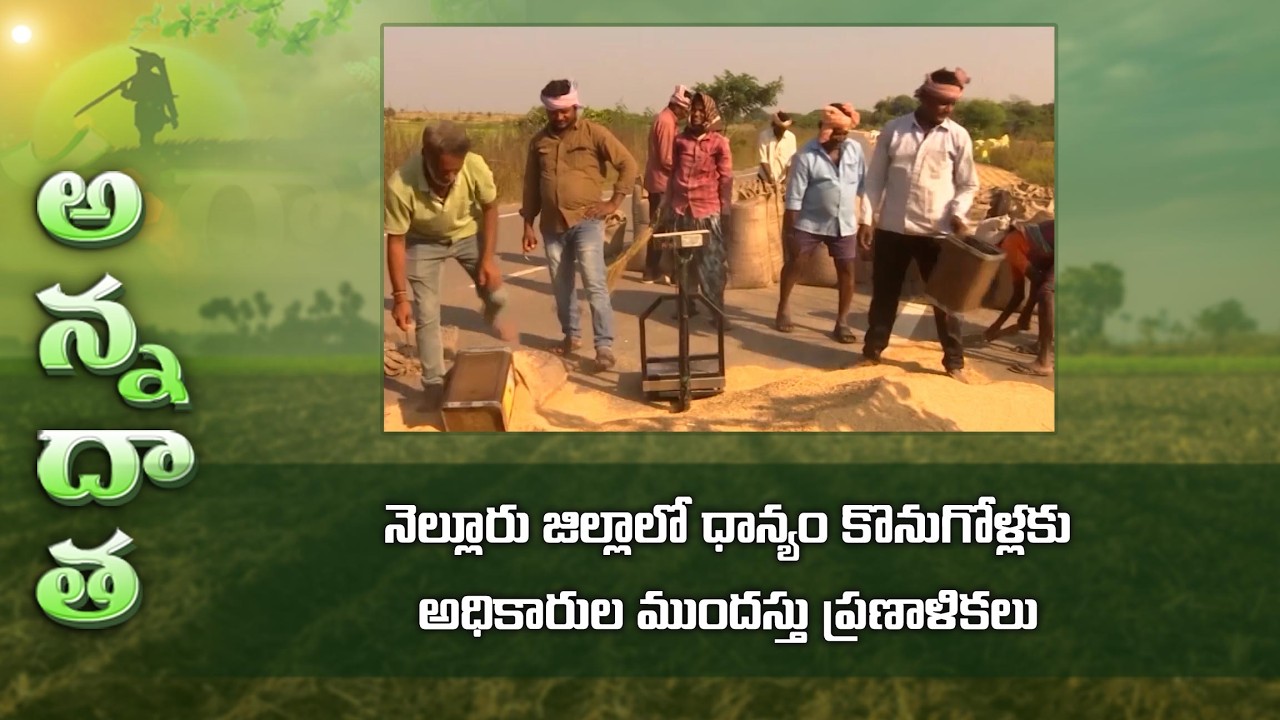 Paddy purchase started @RSK Nellore | ETV