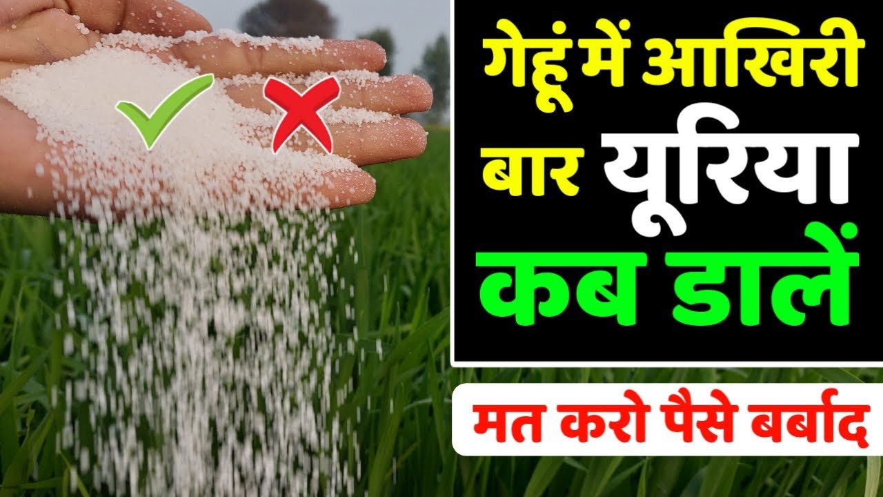 गेहूं में आखरी बार यूरिया कब डालें | किसान भाई समझे यूरिया का महत्व | Gehu me Urea Kab Dale