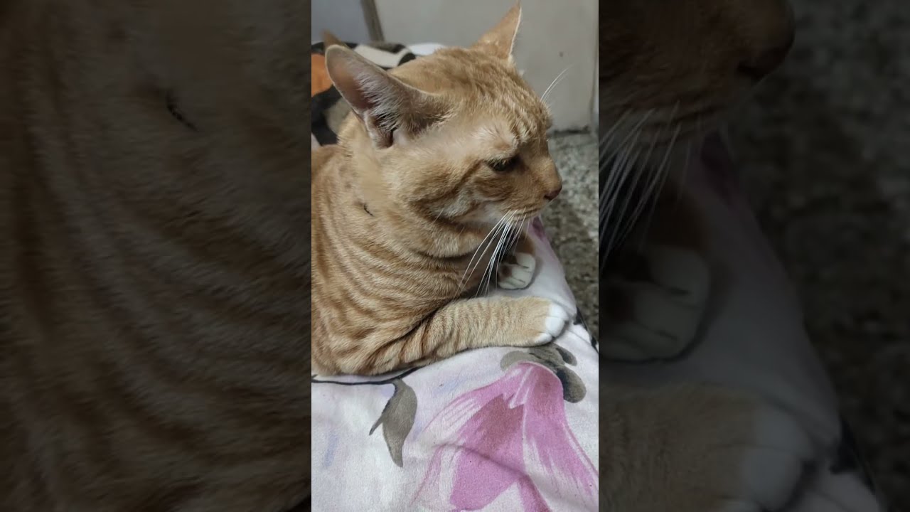 Chumma thak gaya !! Funny cat video cute cat .. 🤣 😺 live!