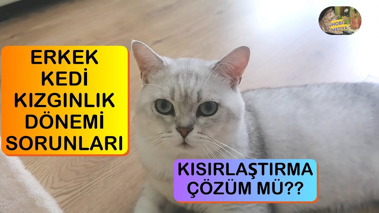 Erkek Kedilerin Kızgınlık Dönemi Problemleri ve Kısırlaştırma