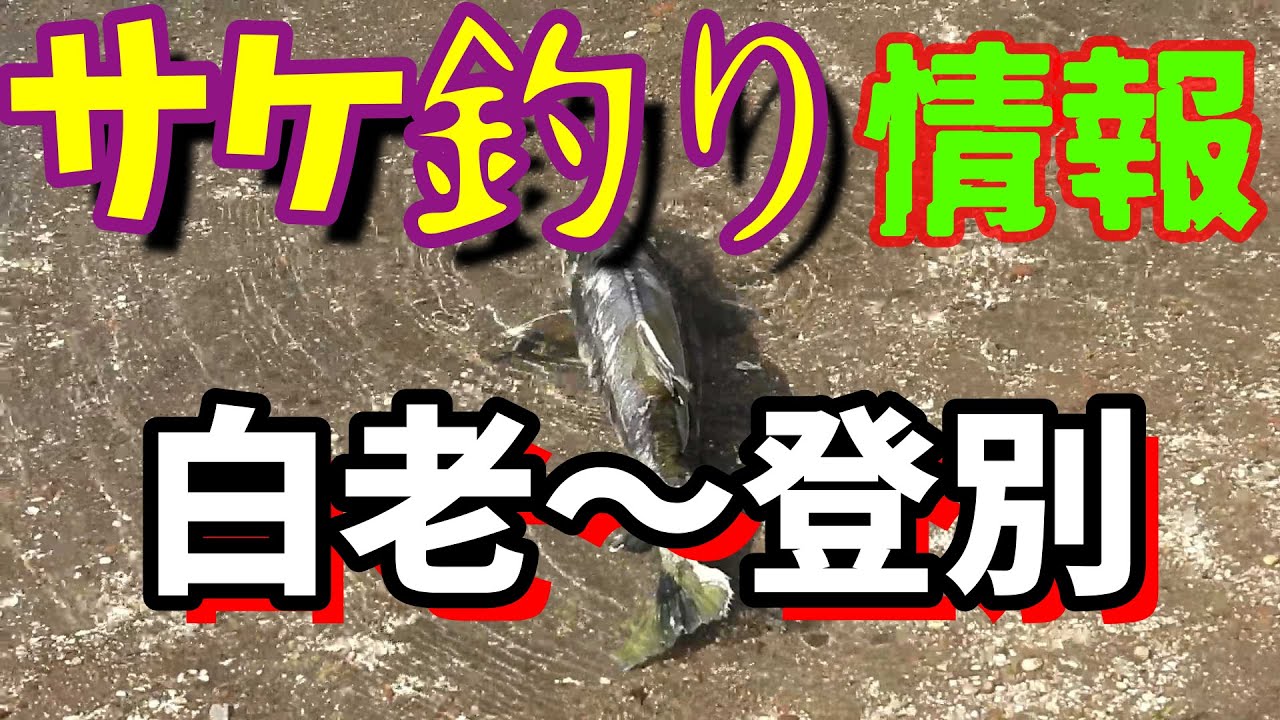 最新サケ釣り情報「白老～登別方面」川には無数の鮭が遡上も【鮭釣り】