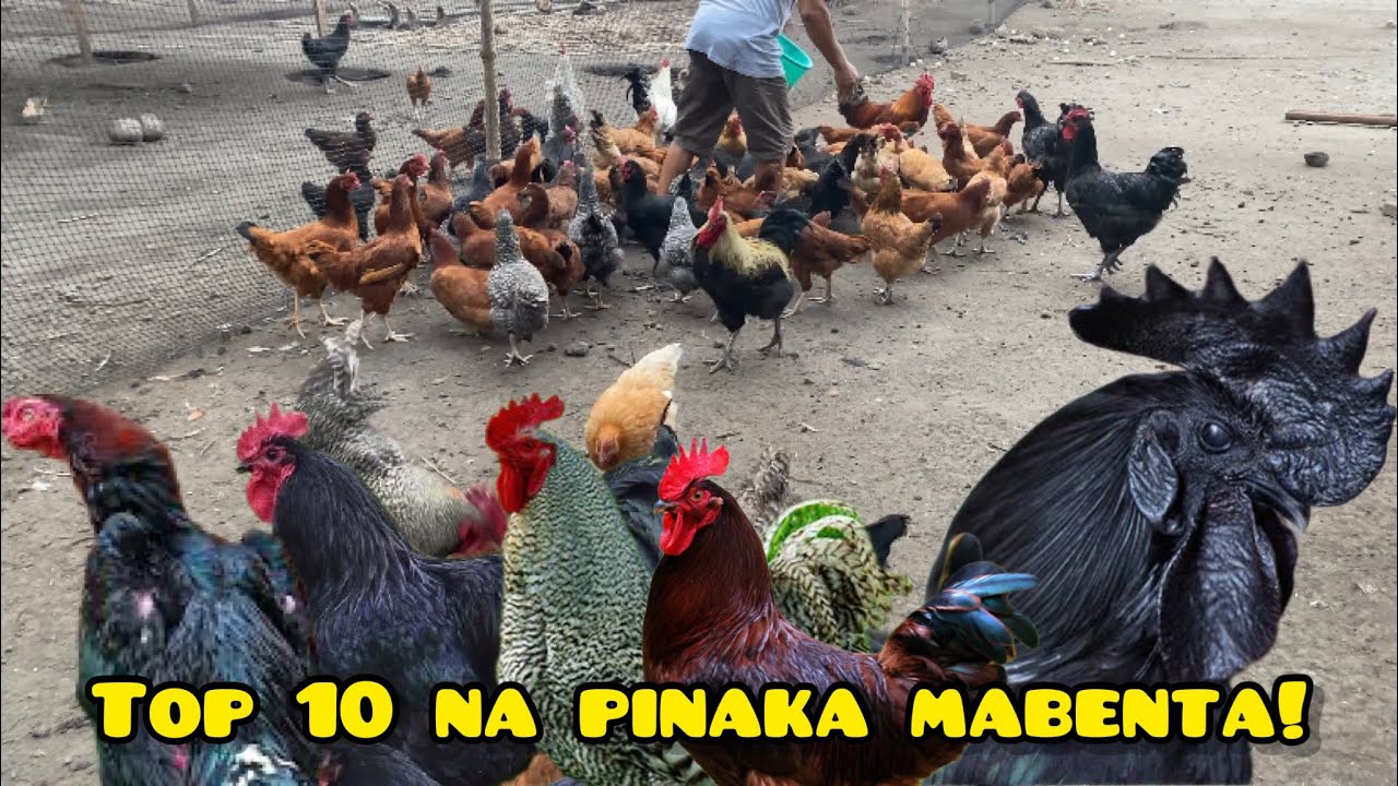 TOP 10 NA PINAKA MABENTANG MANOK NGAYON SA PILIPINAS!
