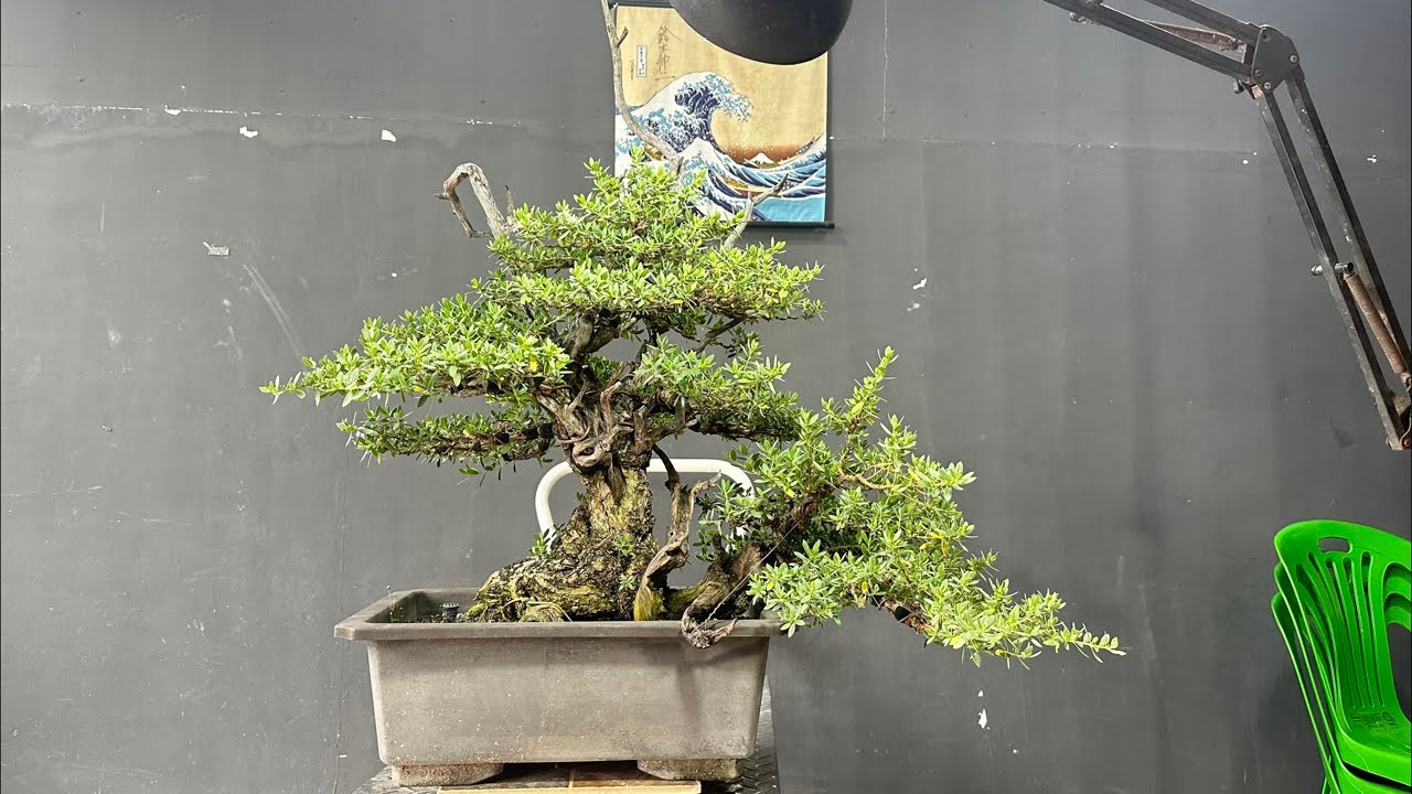 Art'Bonsai101