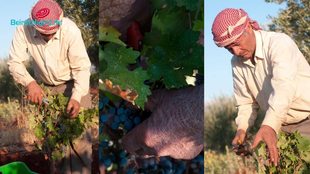 A Virtual Tour of IXSIR and it's Winery - By Beirutnightlife