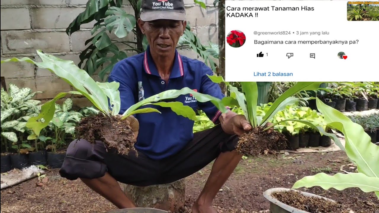 CARA PERBANYAK KADAKA DAUN !!