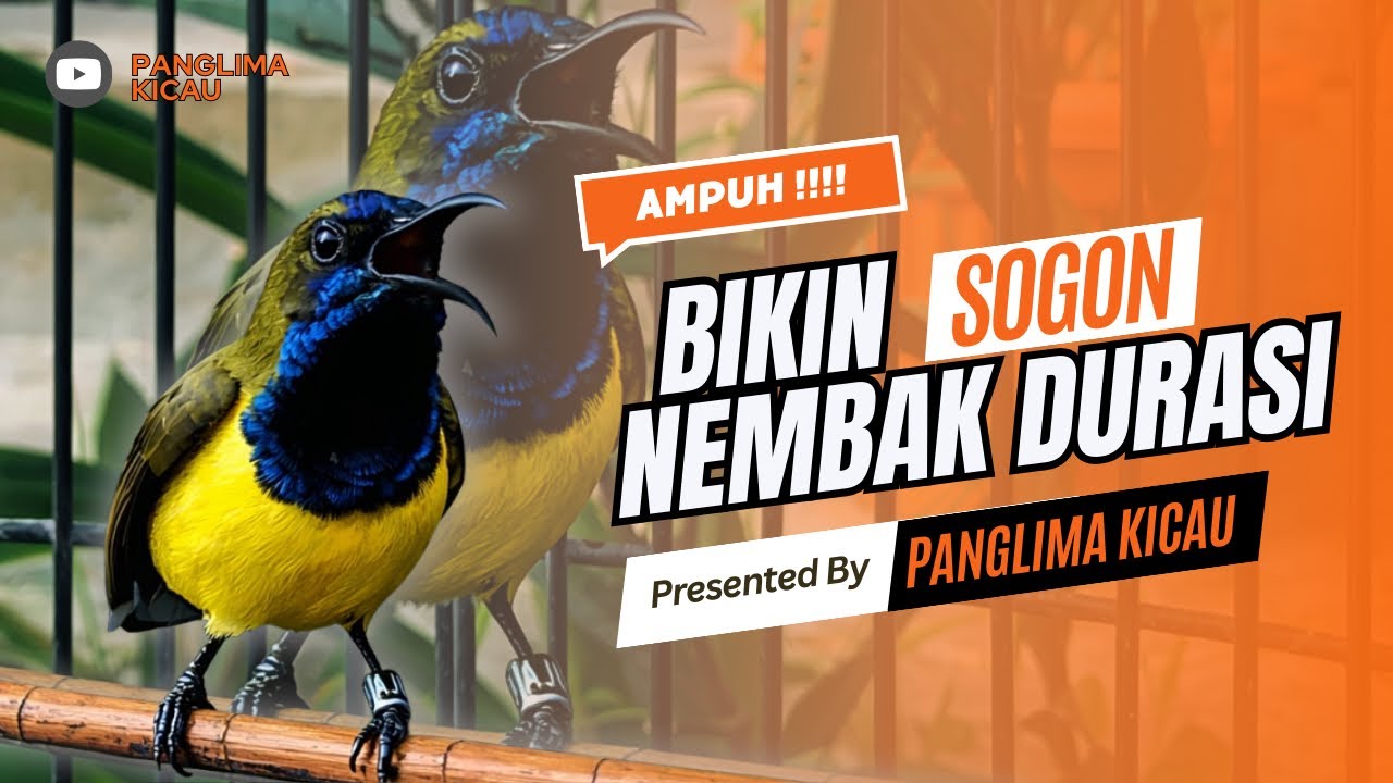 Rahasia Sogon Nembak Panjang 🔥 Pancingan Bikin Stabil & Konsisten! #pancingansogon #sogonngobra 