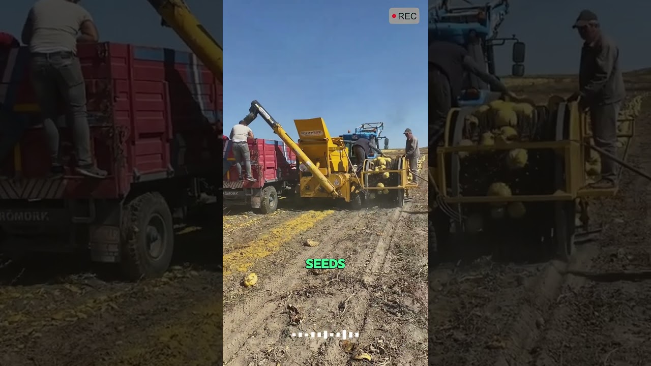 Это замечательный способ сбора урожая тыкв на современных фермах.