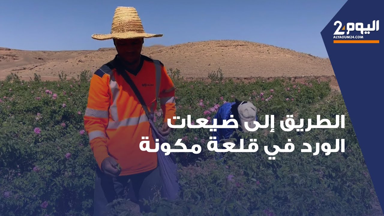 الطريق إلى ضيعات الورد في قلعة مكونة .. نساء ورجال يحكون كلّ شيء عن قطف وثمن الوردة 