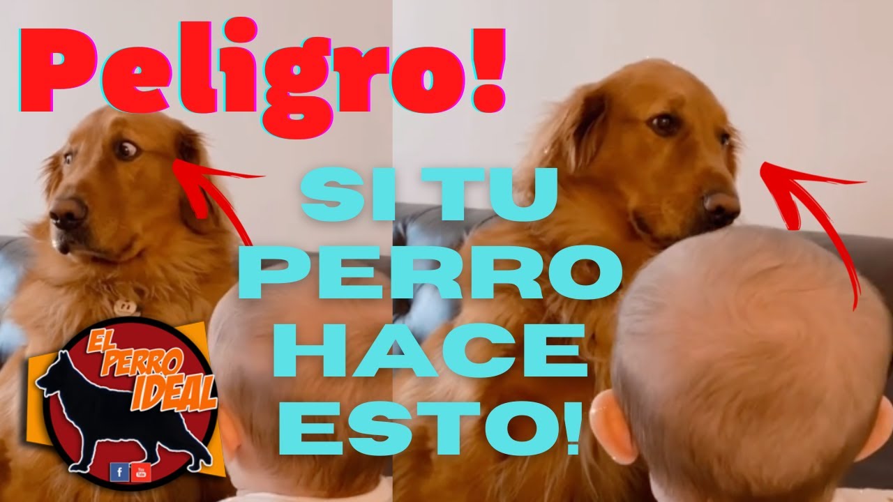 Aprende a leer a tu perro -  Señales de Estrés en los perros Reconoce el peligro