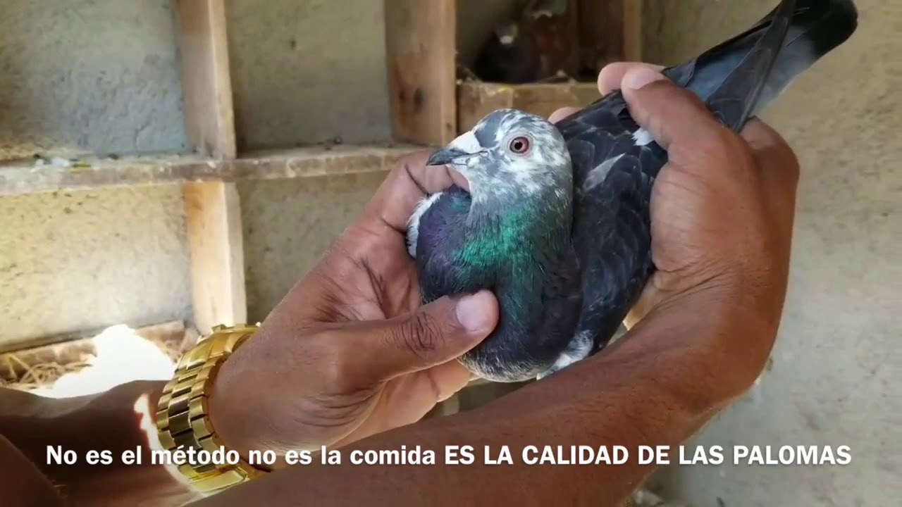 Palomeando en Cuba 3era y ultima parte