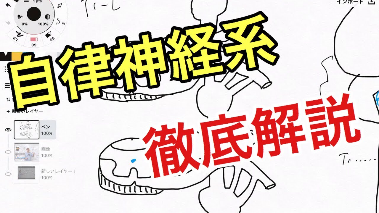 自律神経の特徴、走行について解説してみた
