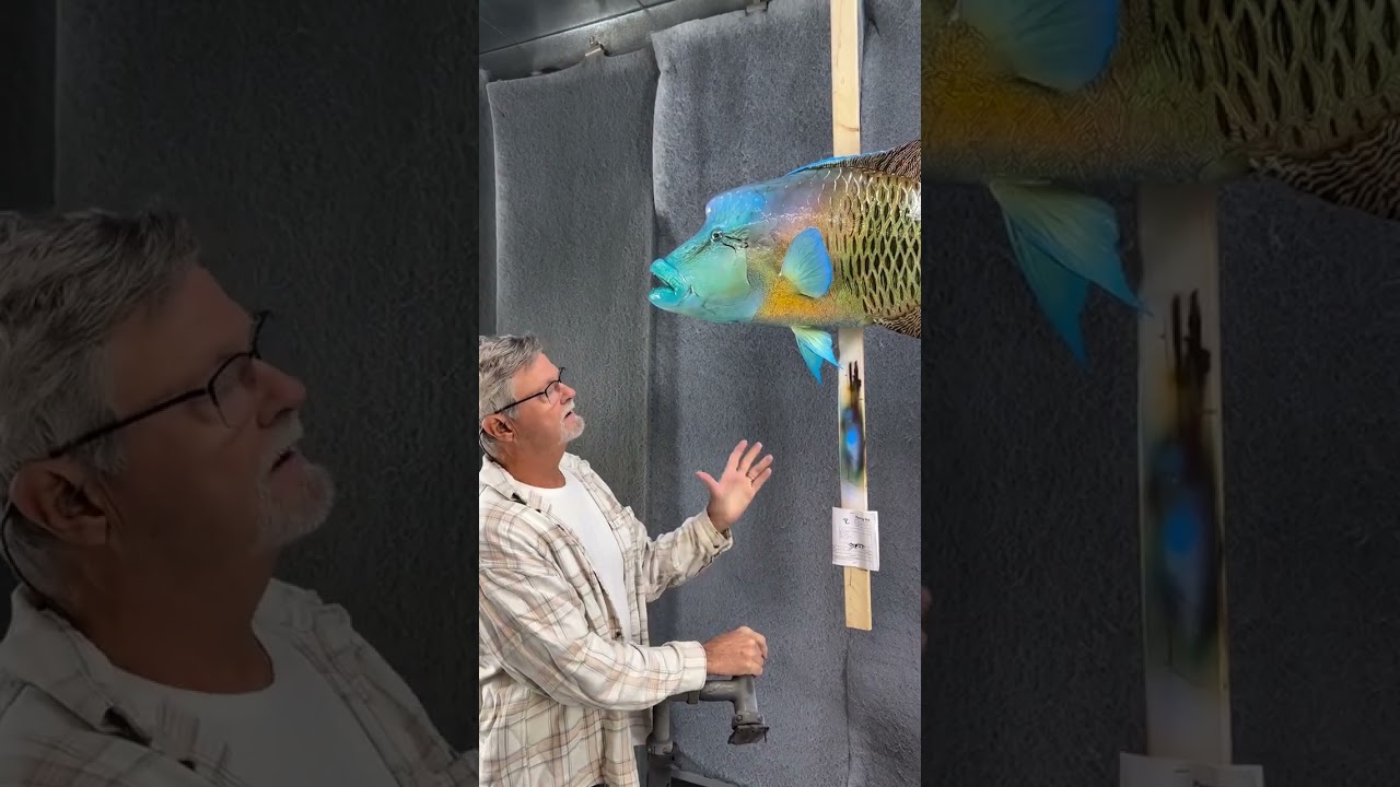 Napoleon Wrasse Mount by New Wave Taxidermy