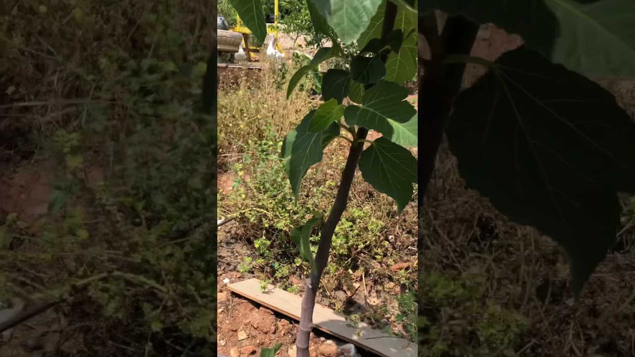 JAPON FİG&rsquo;s ASMA İNCİR...elini uzatma mesafesinden incir ye!!!