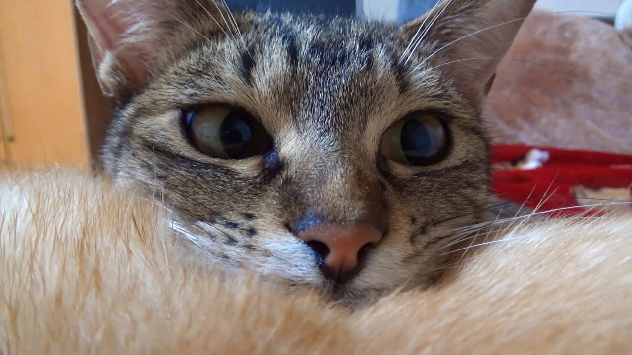柴ふで天国気分のキジトラ猫♡  Cat to relax in the back of the dog