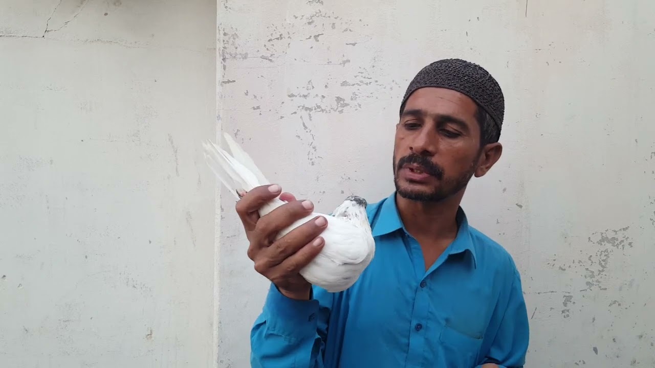 #topidar fakir Gul kabutaron ka shauk Karen