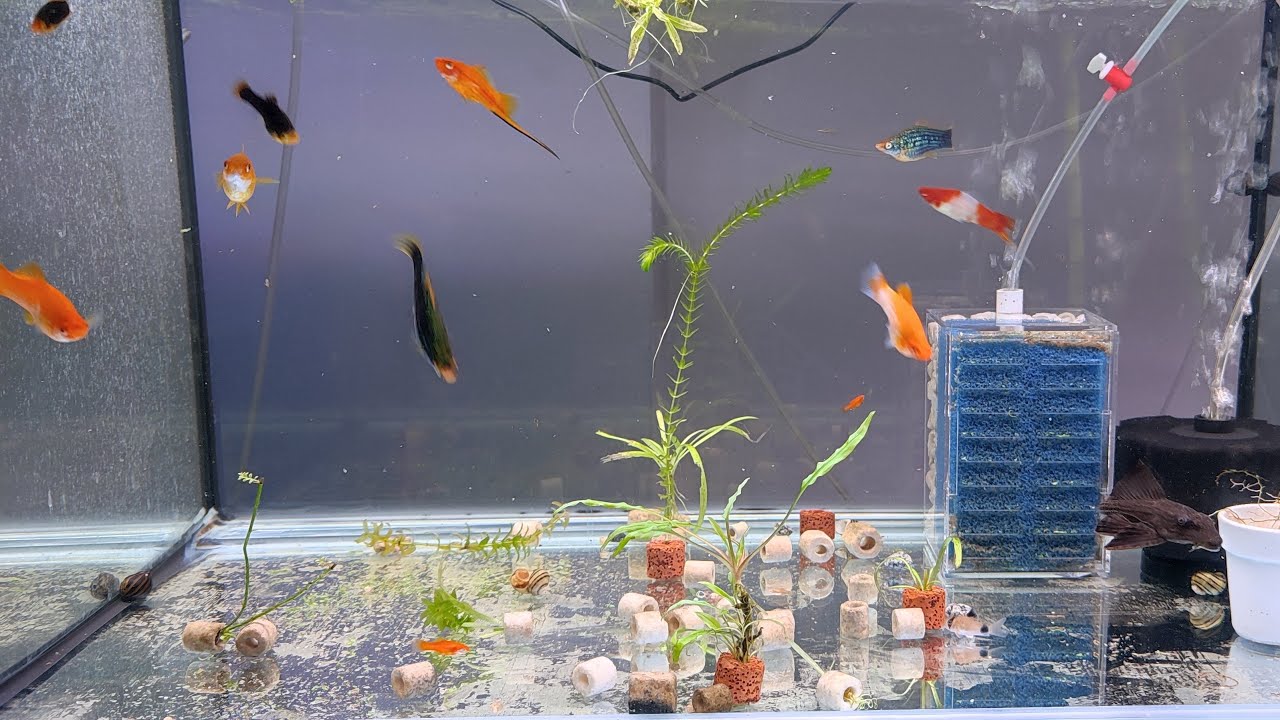Yeni Sump Pipo Faydası ,Akvaryum Balıkları