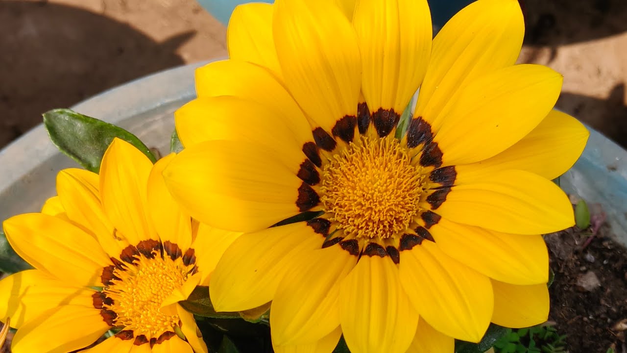 Manju Mini  gardening is live welcome my friend aap sabhi ka meri live mein