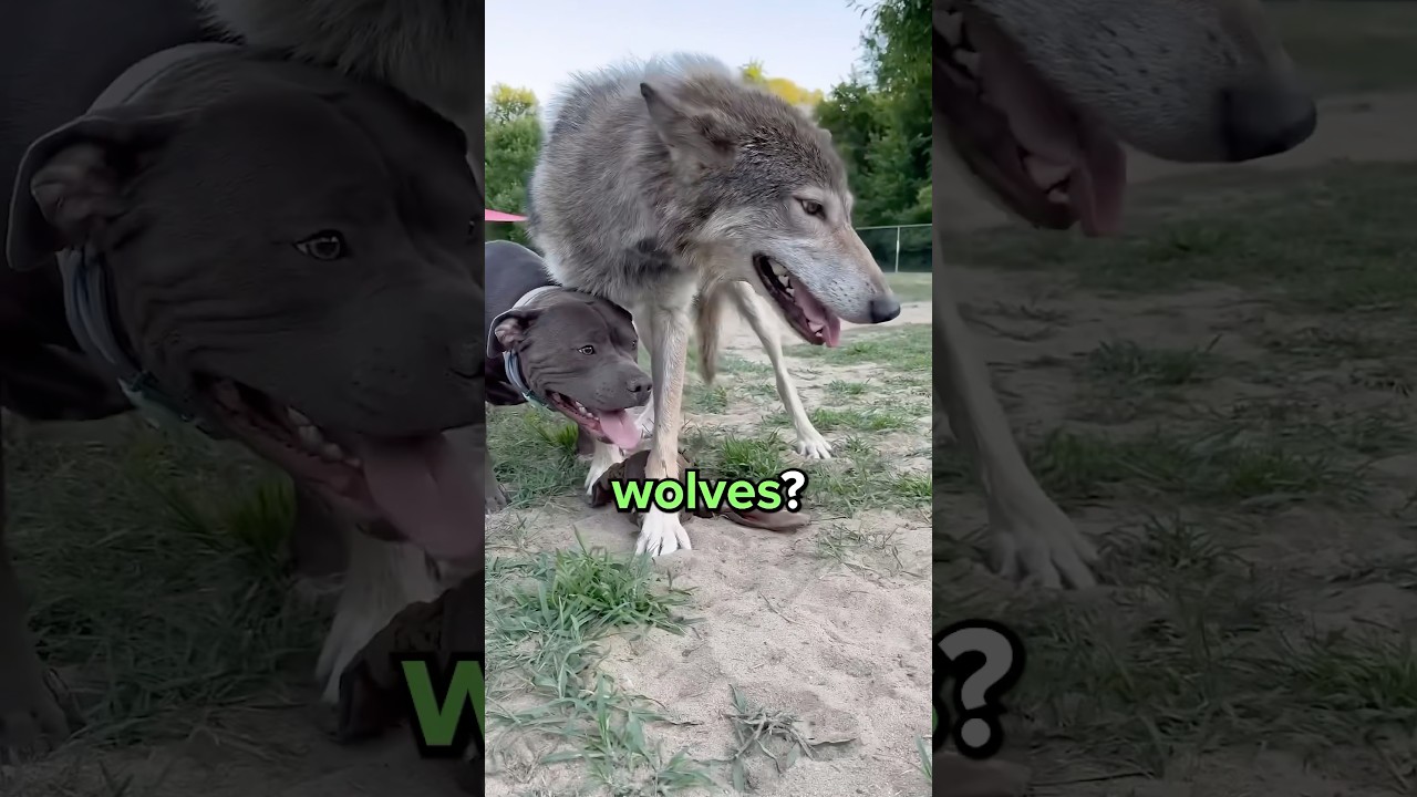 Difference Between Dogs and Wolves? 😳