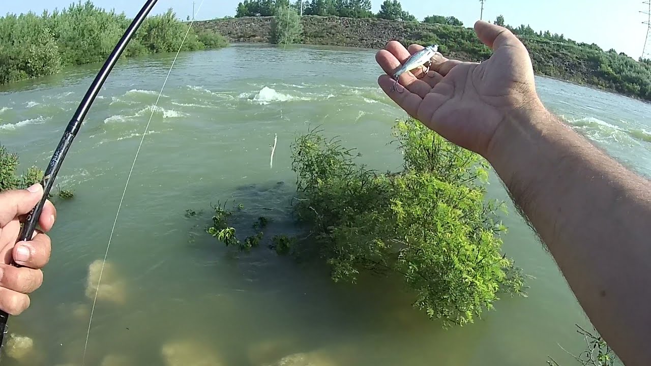 Sub barajul Mihailesti am pescuit singur pe o apa mare dar limpede si am cautat avati