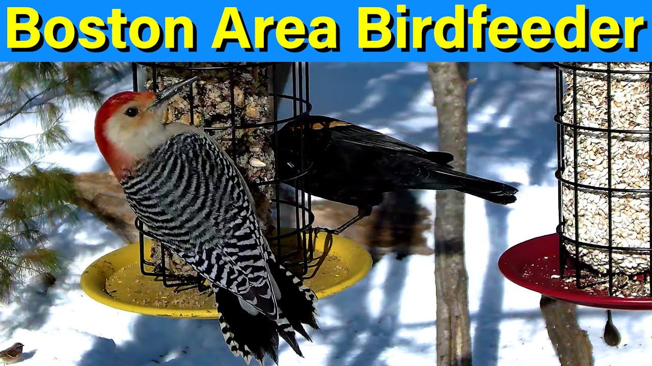 Boston Area LIVE Birdfeeder with Relaxing Scenery