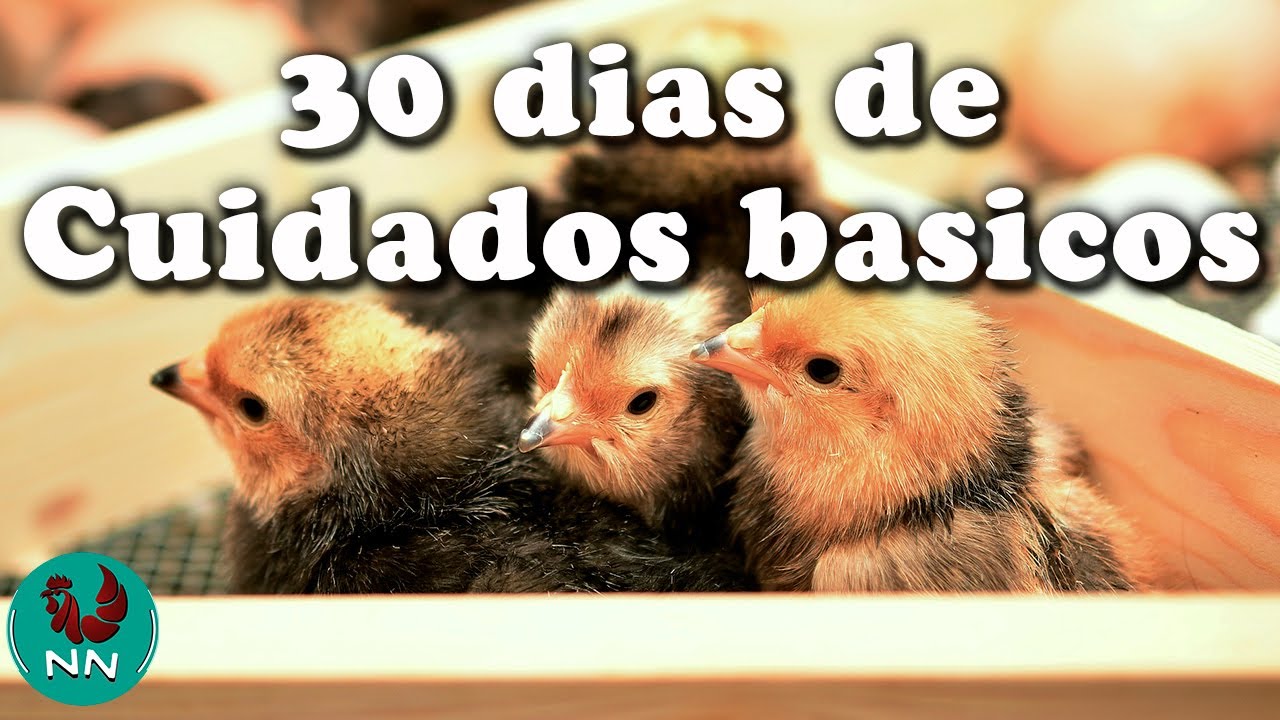 Como cuidar a tus pollitos recién nacidos durante los primeros 30 días