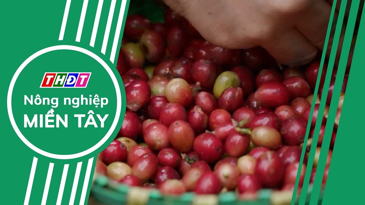 Giá cà phê giảm | Nông nghiệp Miền Tây