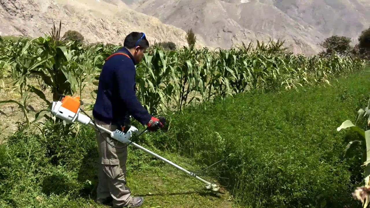 Motoguadaña Stihl fs 280  corte de alfalfa