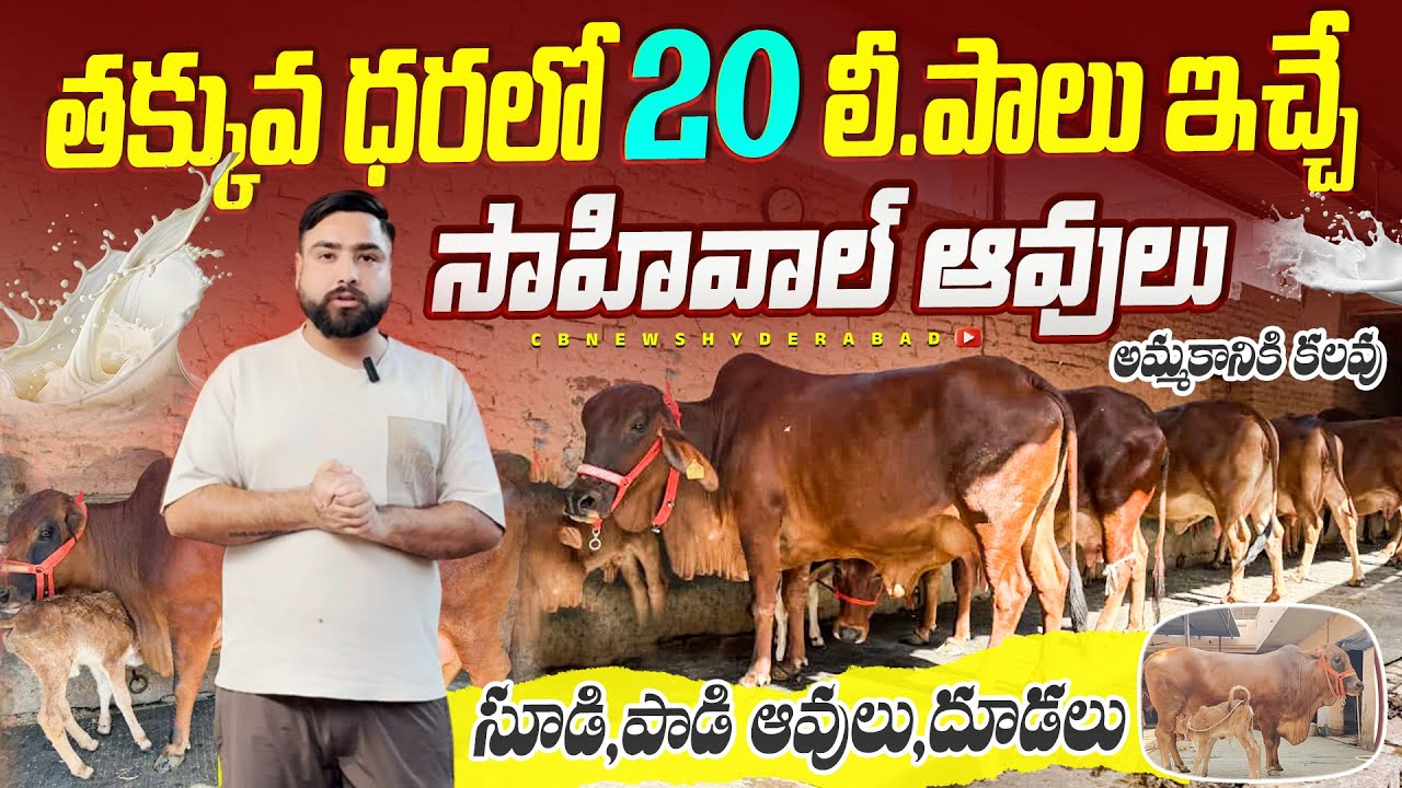 Sahiwal Calfs & Cows sale | తక్కువ ధరలో సాహీవాల్ ఆవులు ,దూడలు అమ్మకానికి కలవు|Low price in Haryana