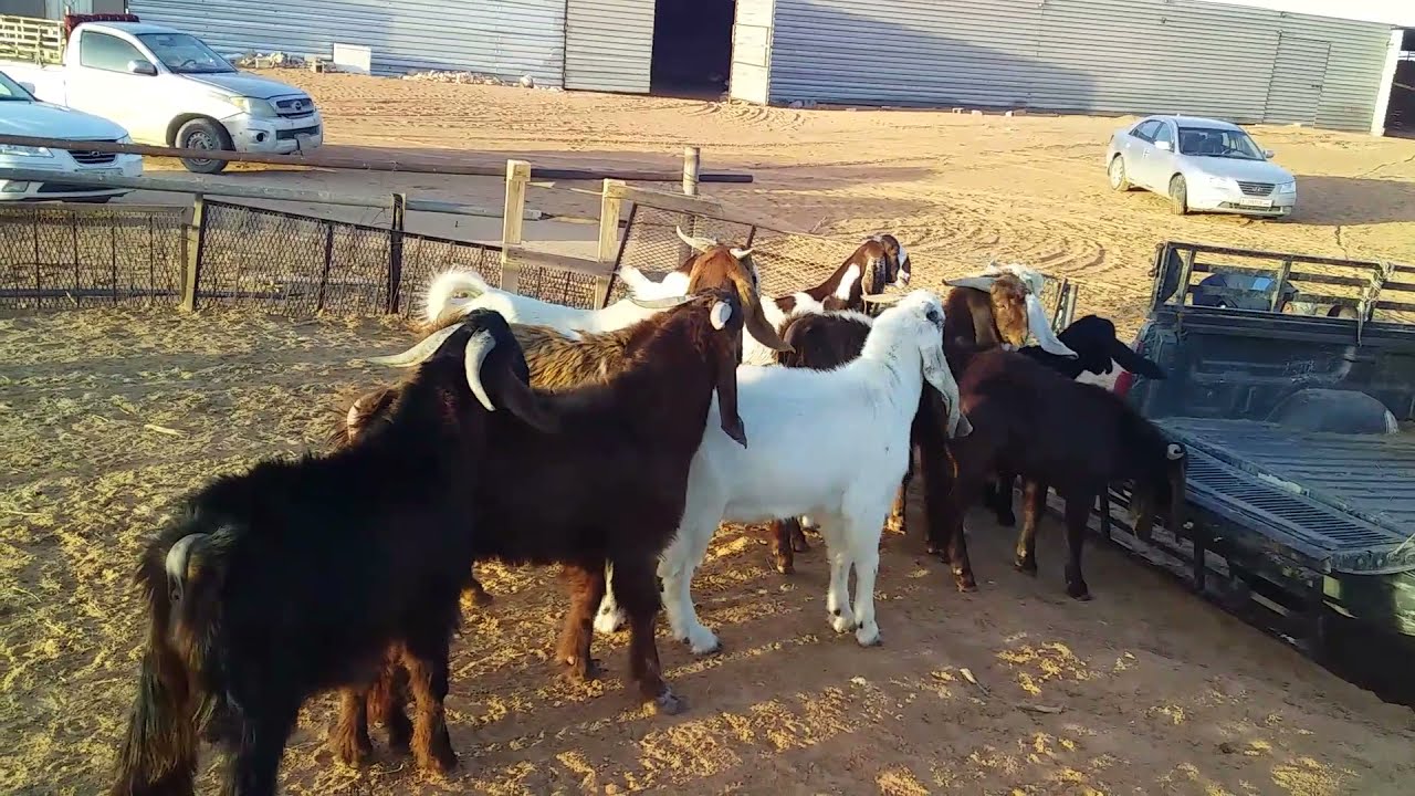 من داخل سوق الغانم والماعز ممتازة تبارك الله ا🐏🐏🏞🏞
