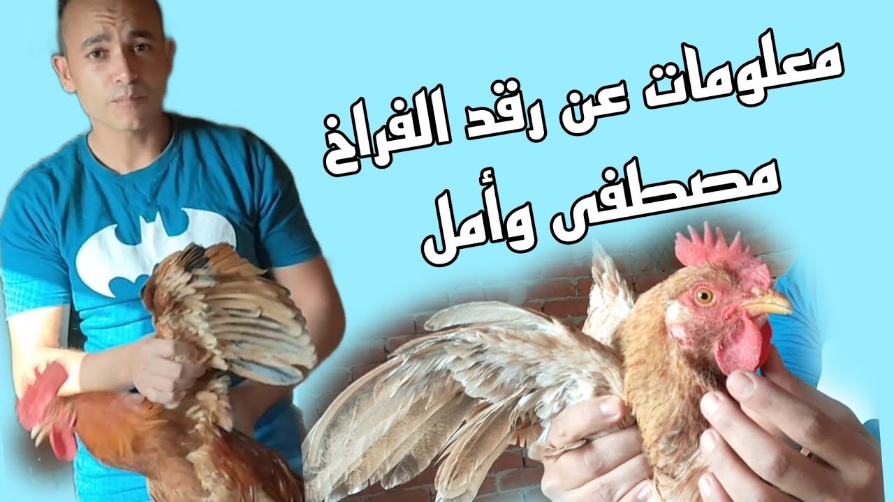 ازاى تخلى الفراخ ترقد على البيض بأسرع الطرق ومعلومات مفيده جدا عن الفراخ#مصطفى_وأمل