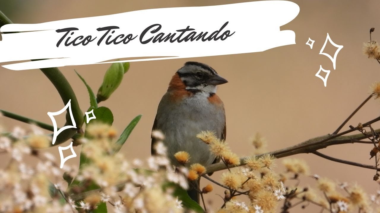 Tico Tico Cantando - Zonotrichia capensis - Rufous-collared Sparrow
