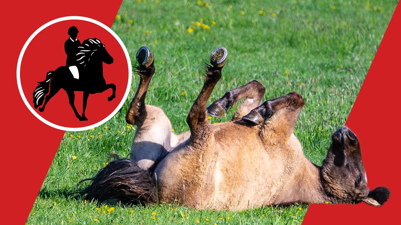 40 Island-Wallache geben Vollgas - erster Weidegang für Islandpferde im Sauerland